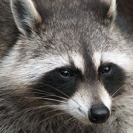 do raccoons eat fish|I know herons are a common pond problem, but I think I have a raccoon .